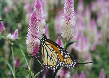 Happy Butterfly